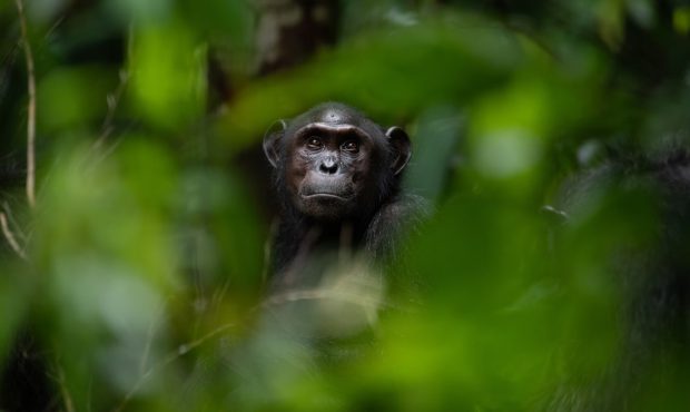 شامپانزه‌های بیمار با گیاهان دارویی خوددرمانی می‌کنند